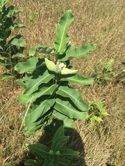 Asclepias syriaca