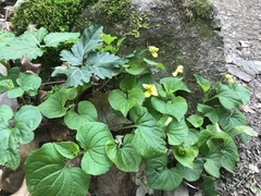 Viola eriocarpa