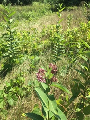 Asclepias syriaca