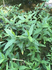 Persicaria amphibia emersa