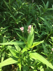 Persicaria pensylvanica