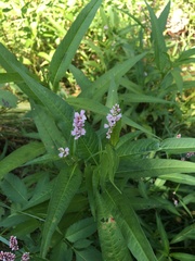 Persicaria pensylvanica