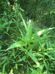 Persicaria pensylvanica