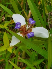 Trimezia gracilis