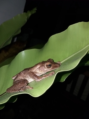 Polypedates cruciger