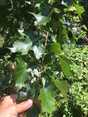 Quercus velutina