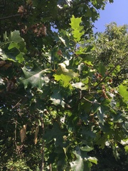 Quercus velutina