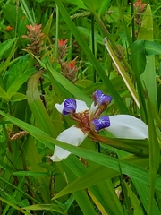 Trimezia gracilis