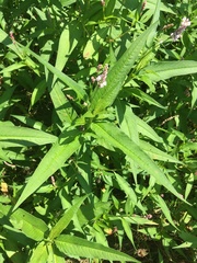 Persicaria pensylvanica
