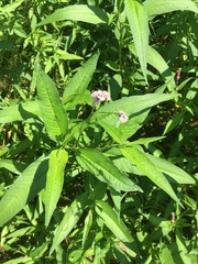 Persicaria pensylvanica