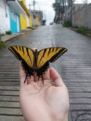 Papilio multicaudata
