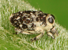 Cylindrocopturus quercus