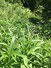 Persicaria pensylvanica