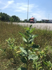 Asclepias syriaca