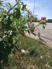 Phytolacca americana
