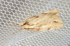 Ecnomodes sagittaria