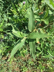 Persicaria amphibia emersa