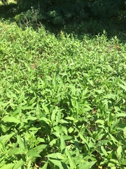 Persicaria amphibia emersa