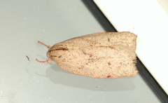 Euchaetis rhodochila