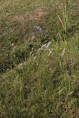 Andropogon eucomus