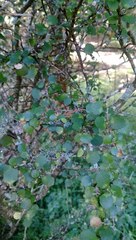 Melicytus micranthus