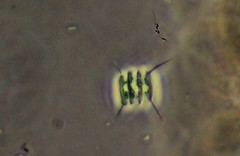 Scenedesmus