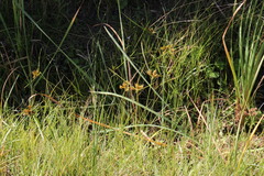 Cyperus polystachyos polystachyos