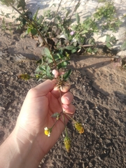Bidens