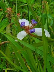 Trimezia gracilis