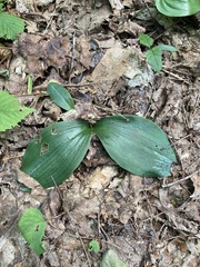 Galearis spectabilis