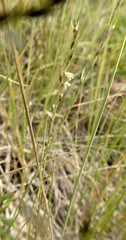 Muhlenbergia cuspidata