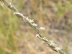 Muhlenbergia cuspidata