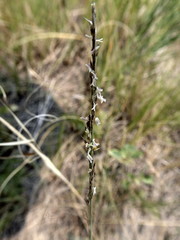 Muhlenbergia cuspidata