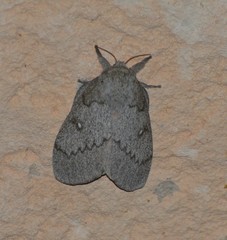 Syssphinx heiligbrodti