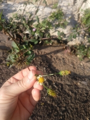 Bidens