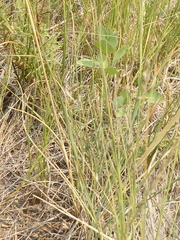 Muhlenbergia cuspidata