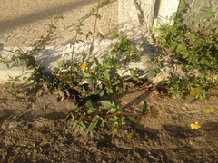 Bidens