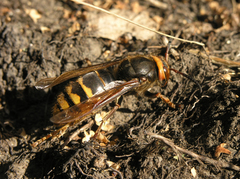 Vespa crabro altaica