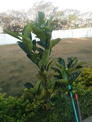 Ficus