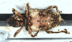 Aesiotes leucurus