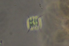 Scenedesmus