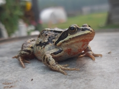 Rana amurensis