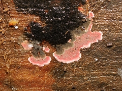 Daldinia placentiformis