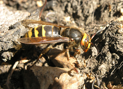 Vespa crabro altaica