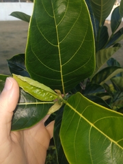 Ficus