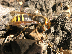 Vespa crabro altaica