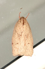 Euchaetis rhodochila
