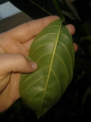 Ficus