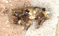 Aesiotes leucurus