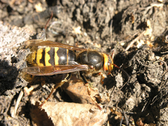 Vespa crabro altaica